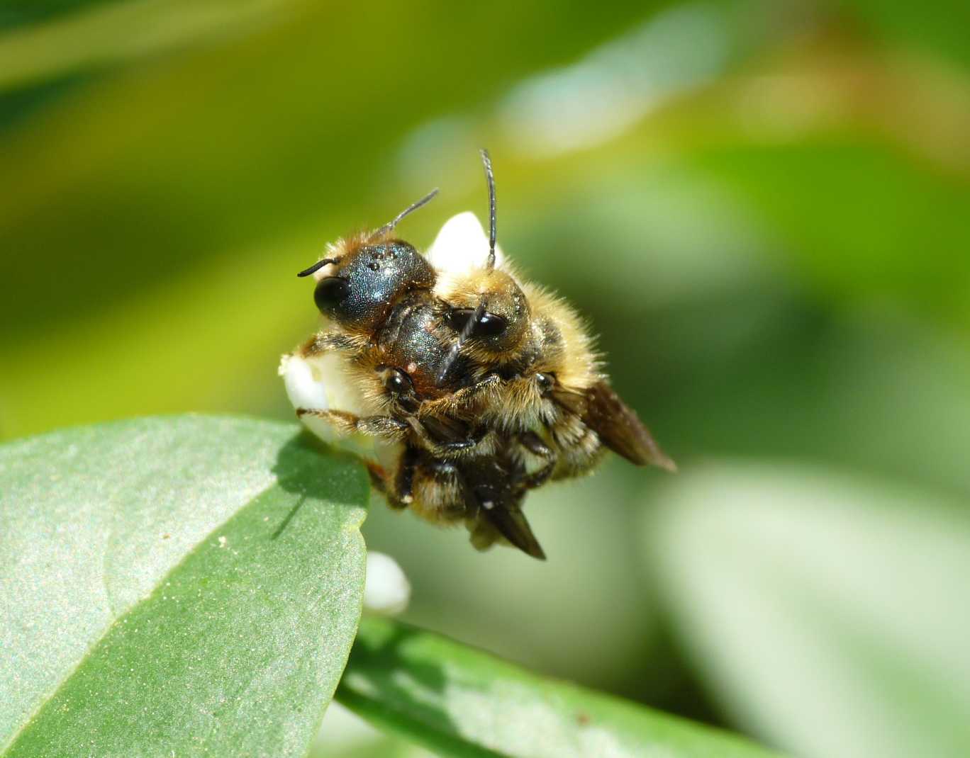 Apine in accoppiamento (Osmia sp.)